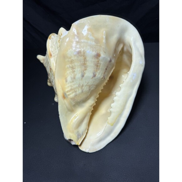 Queen Helmet Conch Sea Shell Cassis Cornuta 9" Nautical Coastal Decor 2.1 lbs - Picture 7 of 12